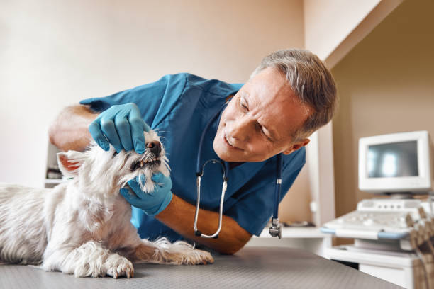 Best Emergency Dental Care for Trauma or Injury in East Village, CT